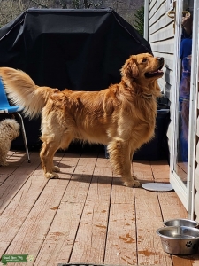 MALE GOLDEN RETRIEVER (WEST VIRGINIA) Listing Image