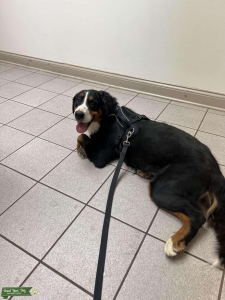 Looking for a Male to breed my BMD Female Listing Image