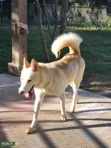 Looking for a wolf stud Listing Image