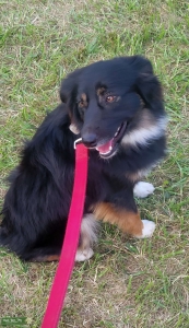 Minature American Shepherd  Listing Image