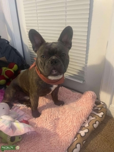 Brindle French Bulldog 1 year old Listing Image