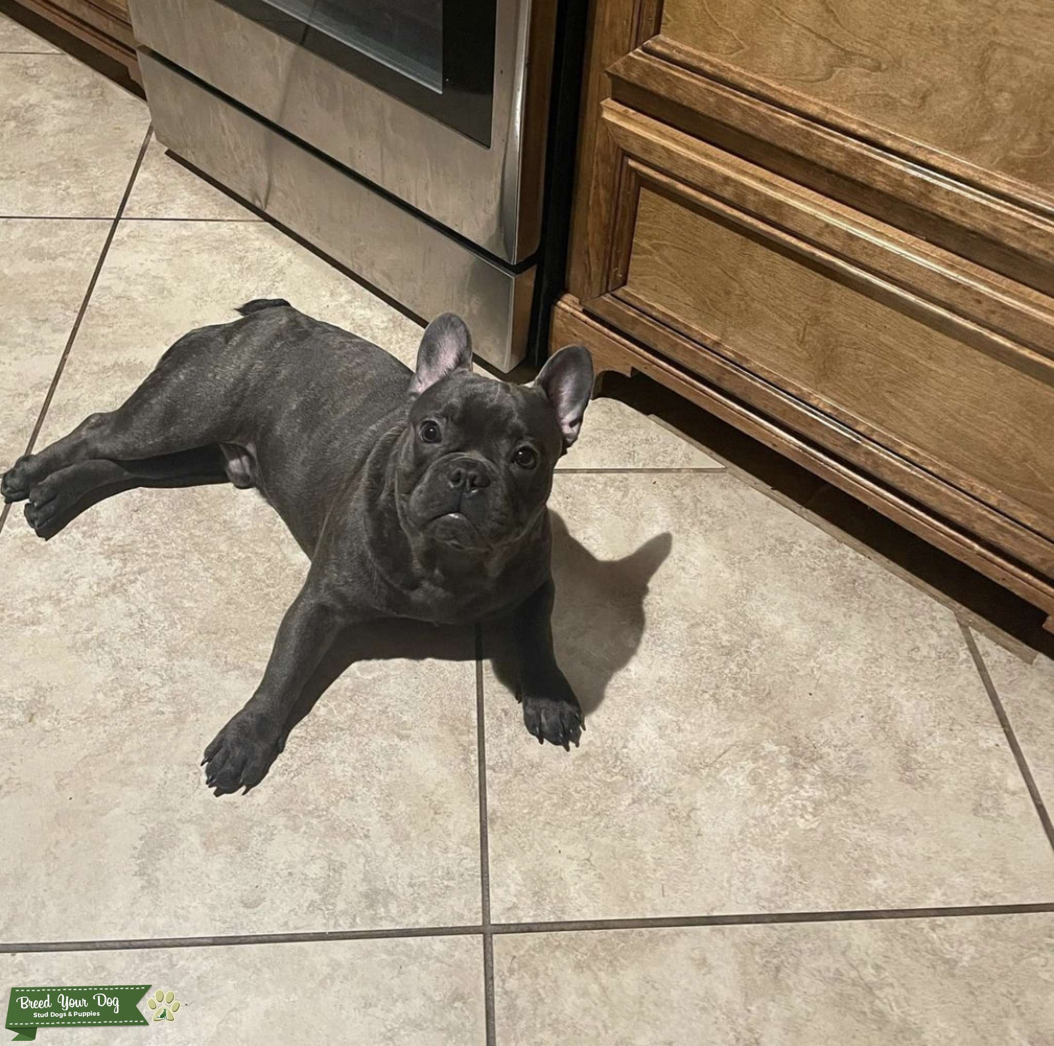 Fluffy Blue Merle Stud Dog in United states, United States Breed