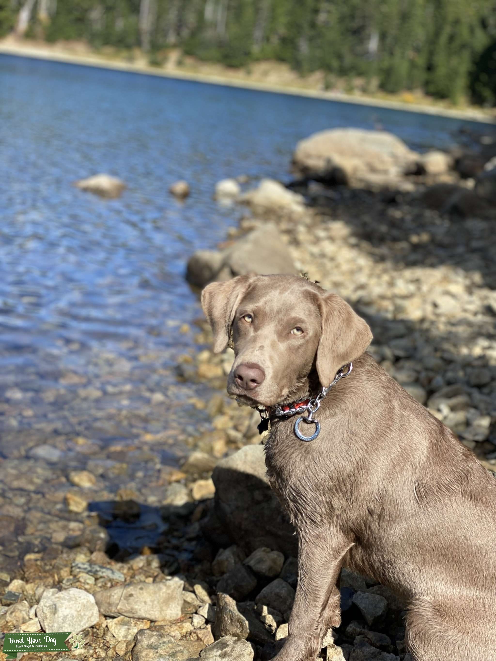Akc Silver Labrador Stud Dog in Washington , United States Breed Your Dog