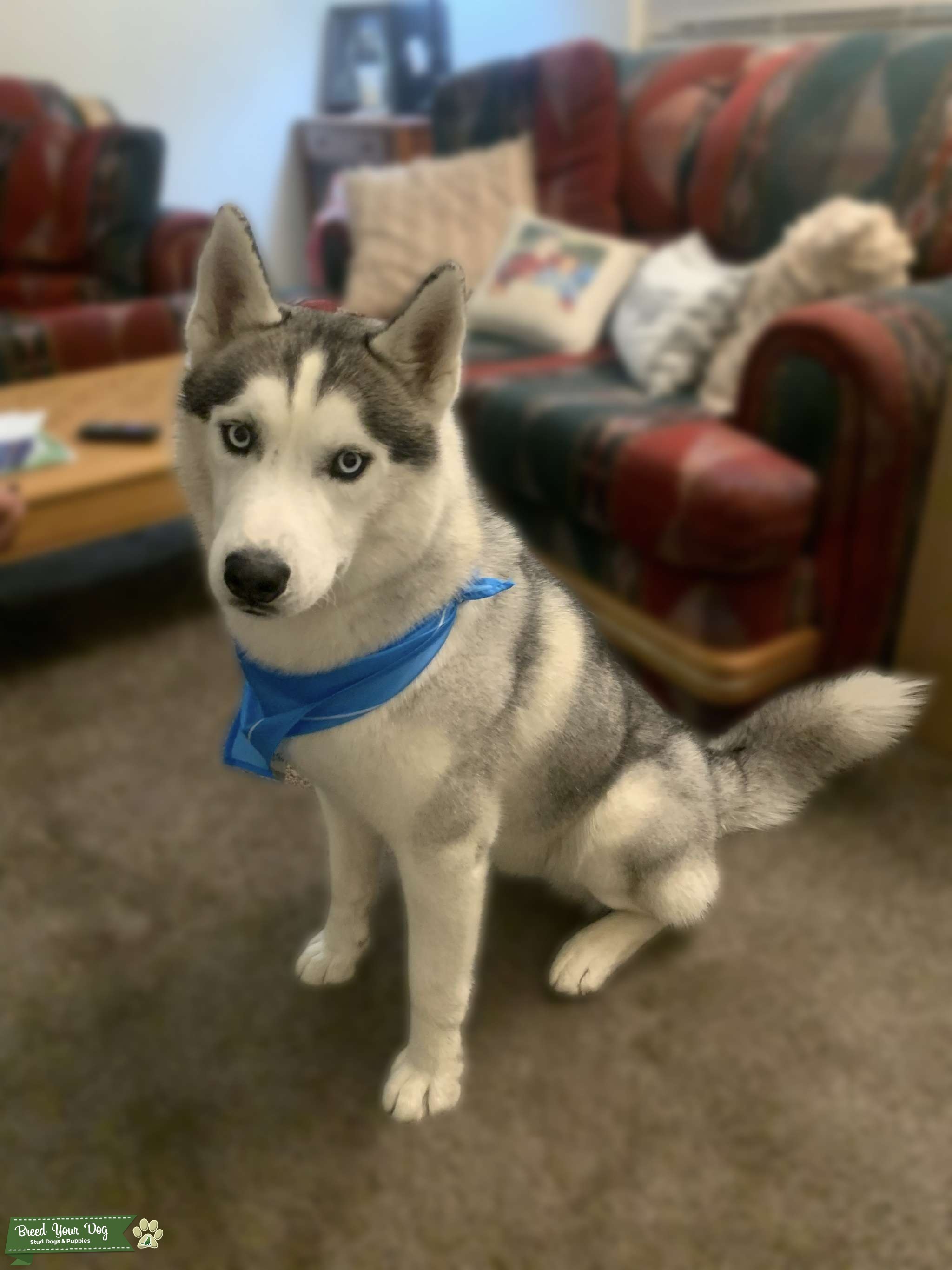 Purebred White Agouti Husky Stud Dog Northeast of Amarillo, Texas