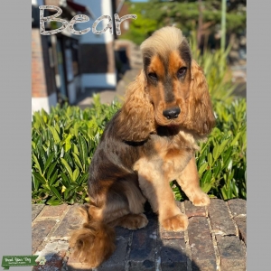 Kc show English cocker spaniel stud  Listing Image