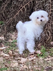 CKC Reg. Male Maltese Stud Listing Image