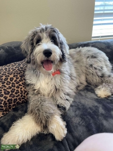 Aussiedoodle Listing Image