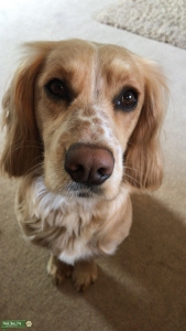 Proven Working Cocker Stud - Golden with markings Listing Image