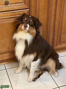 Red Tri Aussie Listing Image