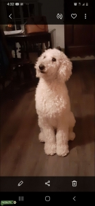S Poodle Stud Wanted Listing Image