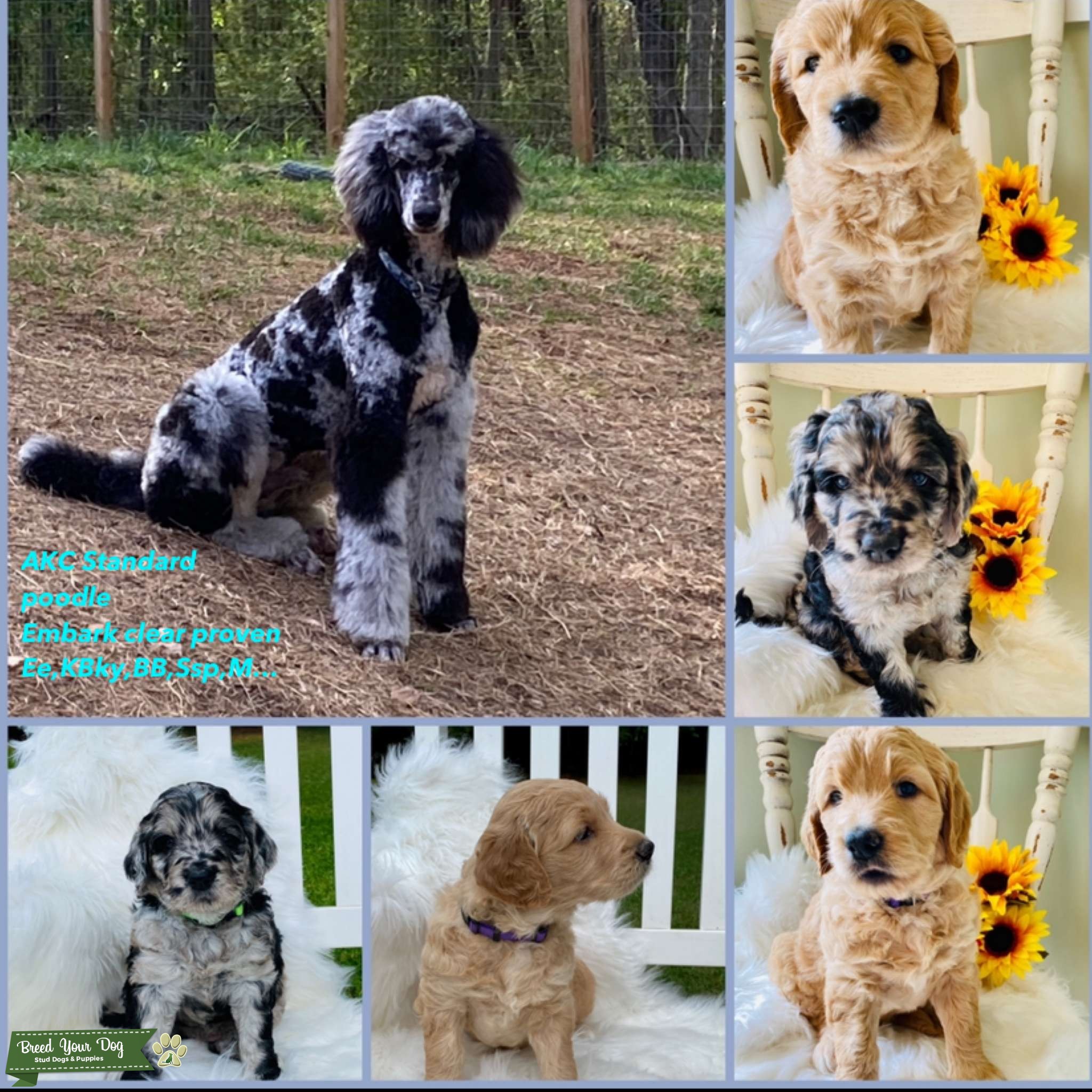 Standard poodle Stud Dog in Southeast , United States Breed Your Dog
