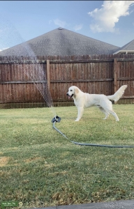 English Cream Golden Retriever Listing Image