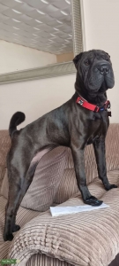 Black Girl Shar Pei Listing Image