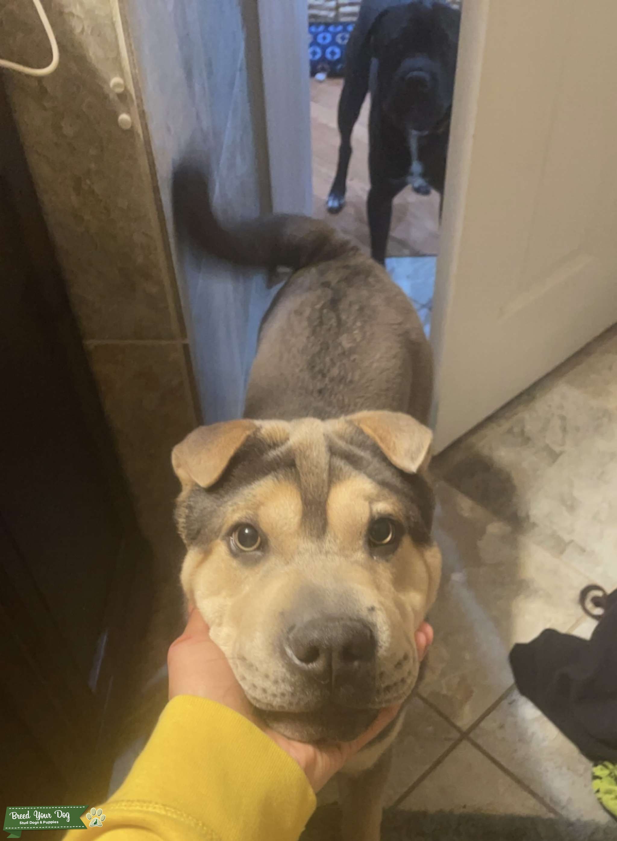 Blue/tan brush coat sharpei Stud Dog in Illinois, United States