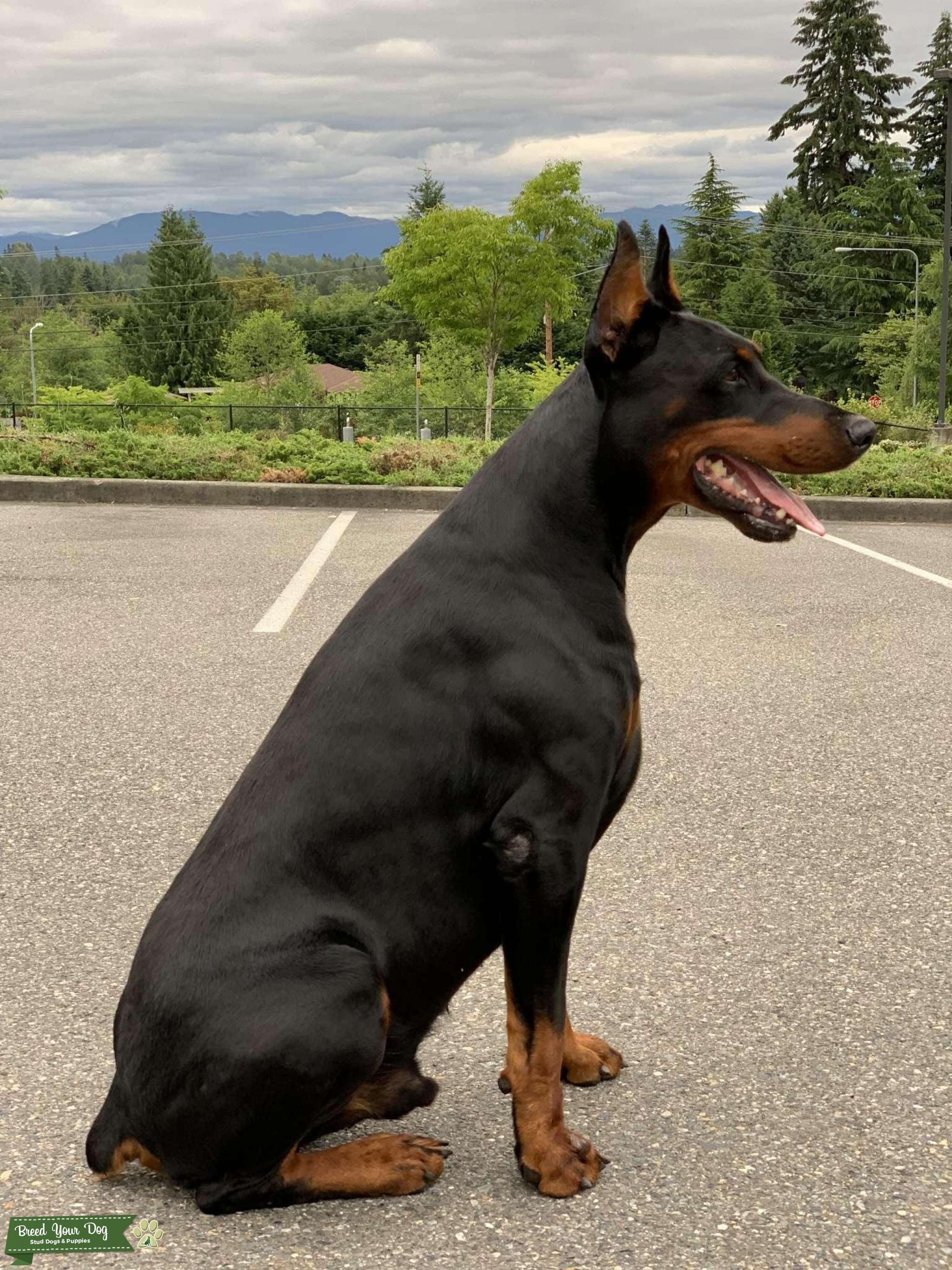 European Doberman Stud Looking for female to breed Stud Dog in