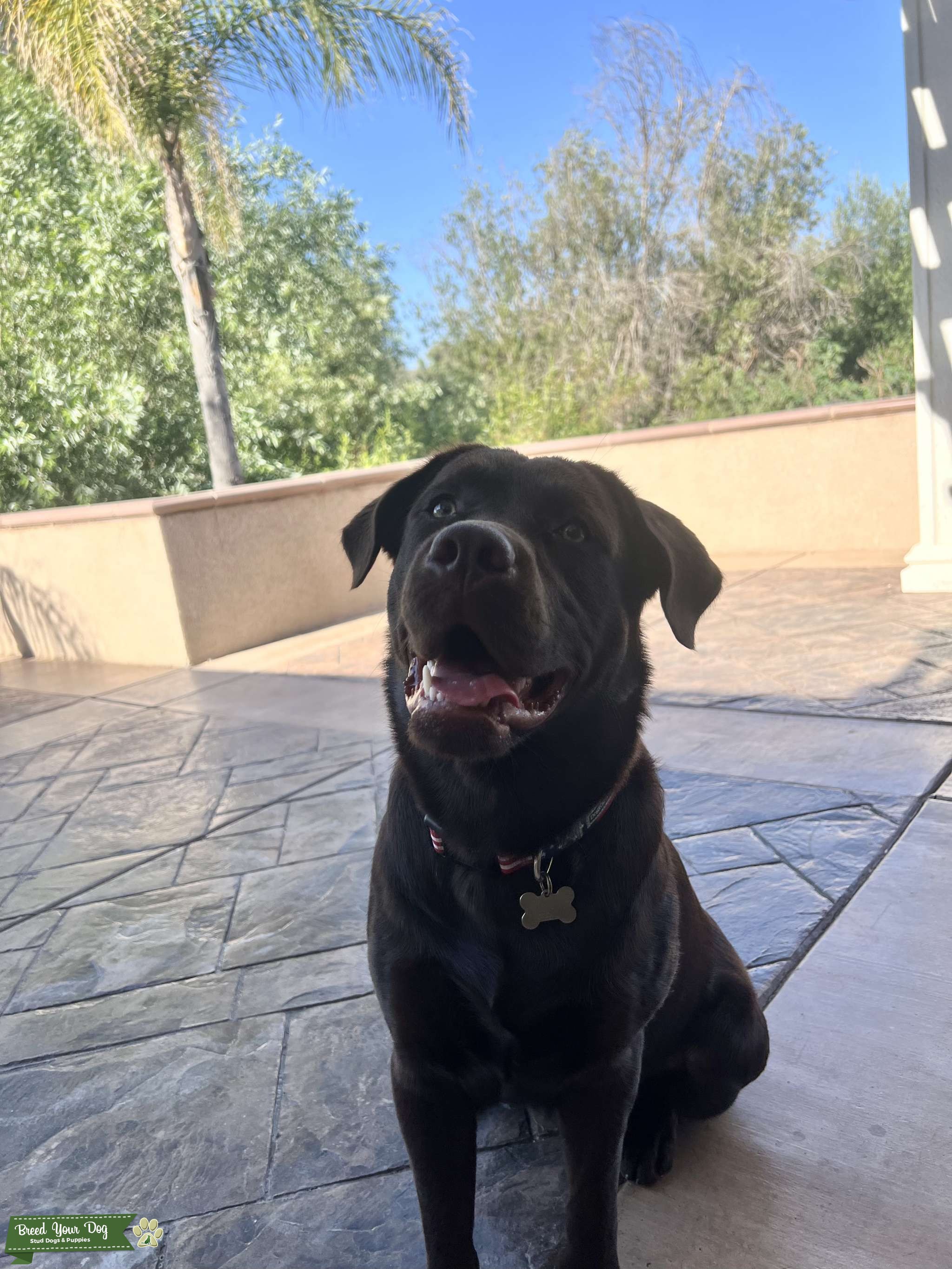 Chocolate Labrador Retriever Stud Dog in California , the United