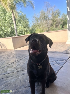 Chocolate Labrador Retriever Listing Image