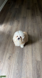 Maltipoo Male Listing Image