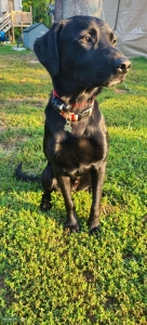 Black Labrador Take a Chance! Listing Image