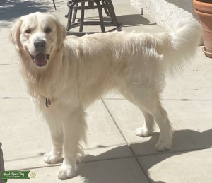 Stud Dog Listing Image