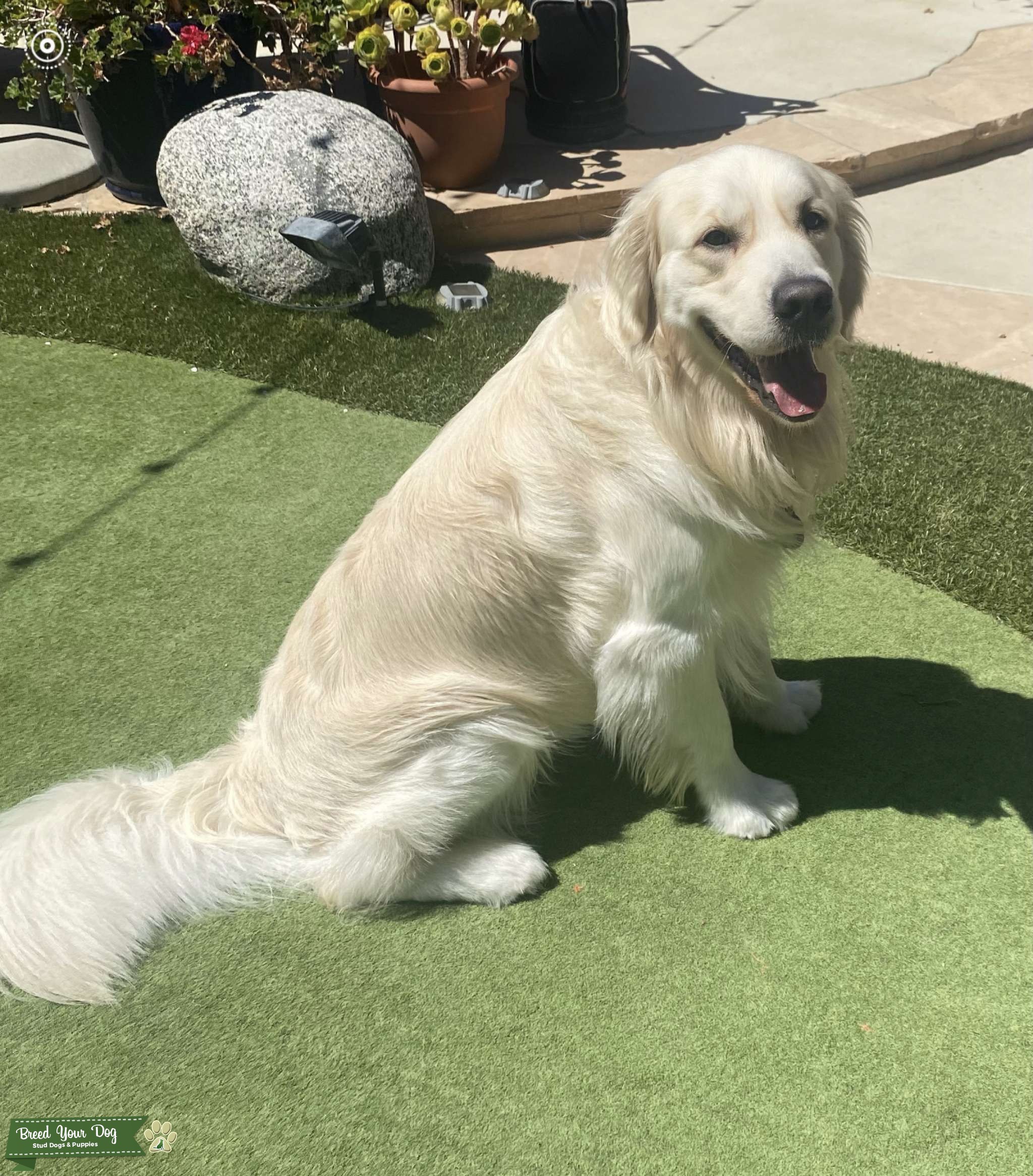 Stud Dog Stud Dog in Ventura County, CA., United States Breed Your Dog