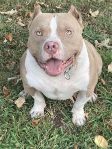 BULLY  Listing Image