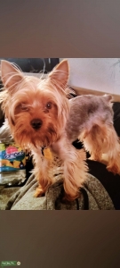 Ckc stud yorkie Listing Image