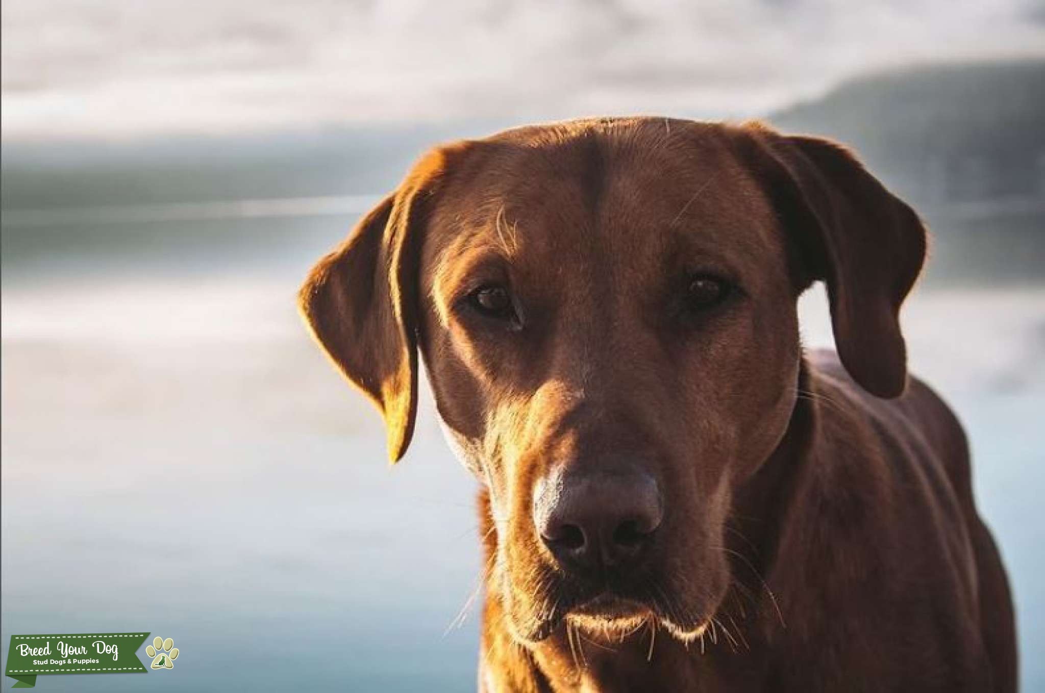 Purebred Red Fox Labrador Retriever - Stud Dog California - Breed Your Dog