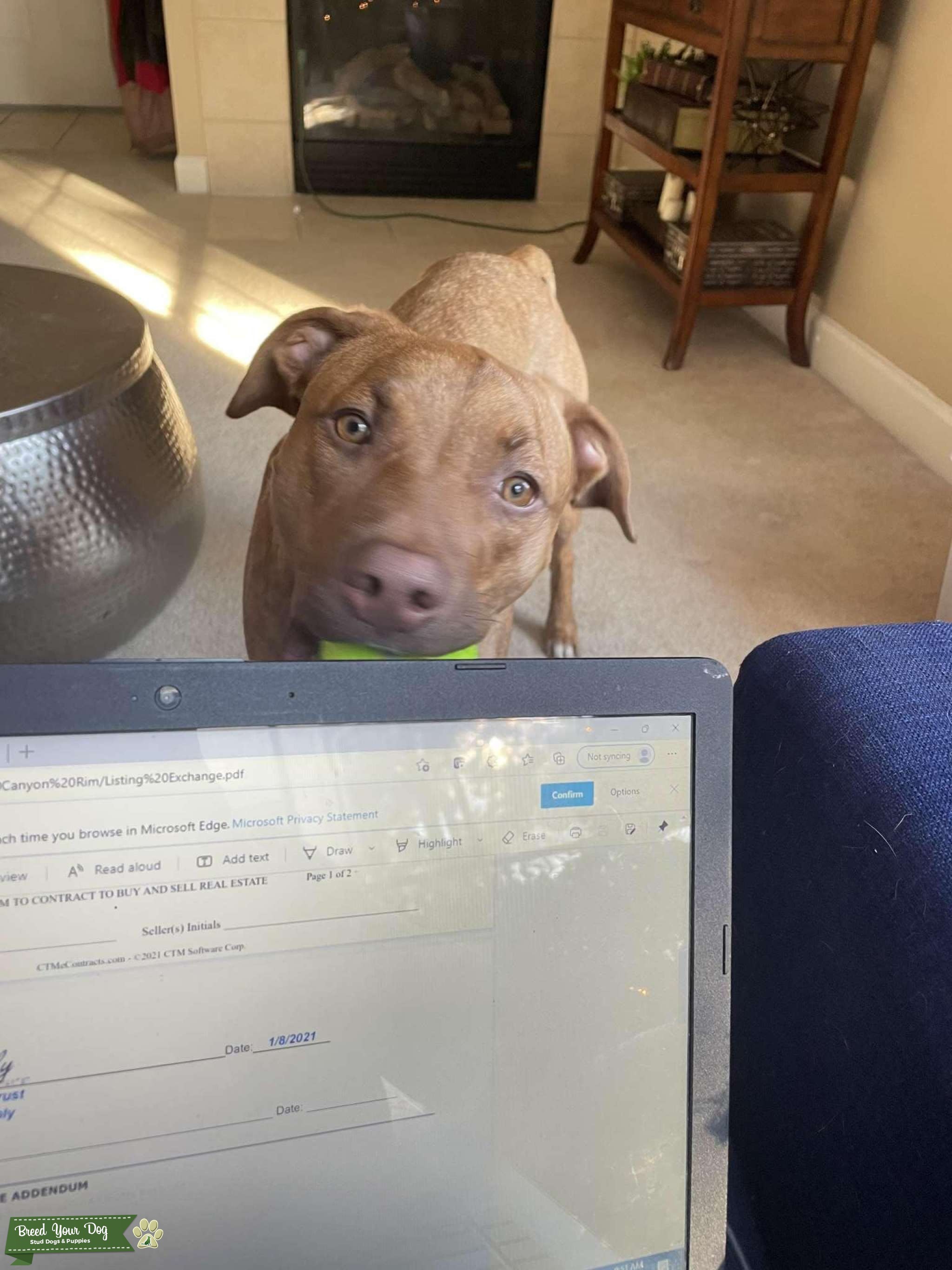 Staffordshire terrier / Liver Nose Rhodesian Ridgeback - Stud Dog in