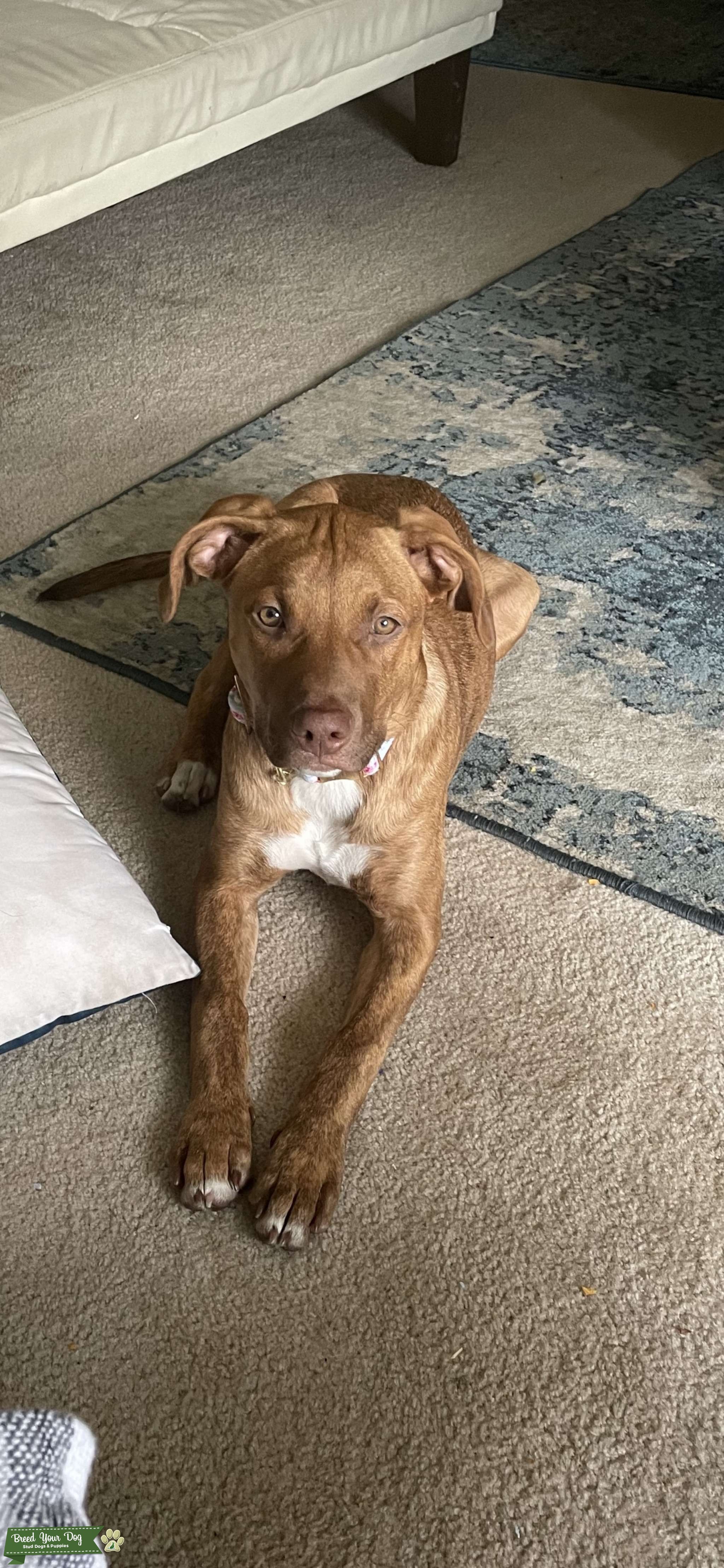 Staffordshire terrier / Liver Nose Rhodesian Ridgeback - Stud Dog