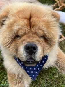 Chow chow Listing Image