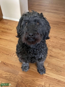 Goldendoodle Female Listing Image