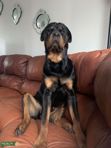 Rottweiler Stud Listing Image