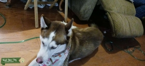 Purebred husky Listing Image