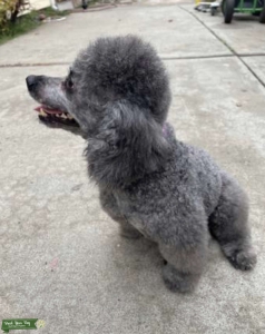 Miniature poodle stud Listing Image