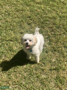 Maltipoo looking to breed  Listing Image