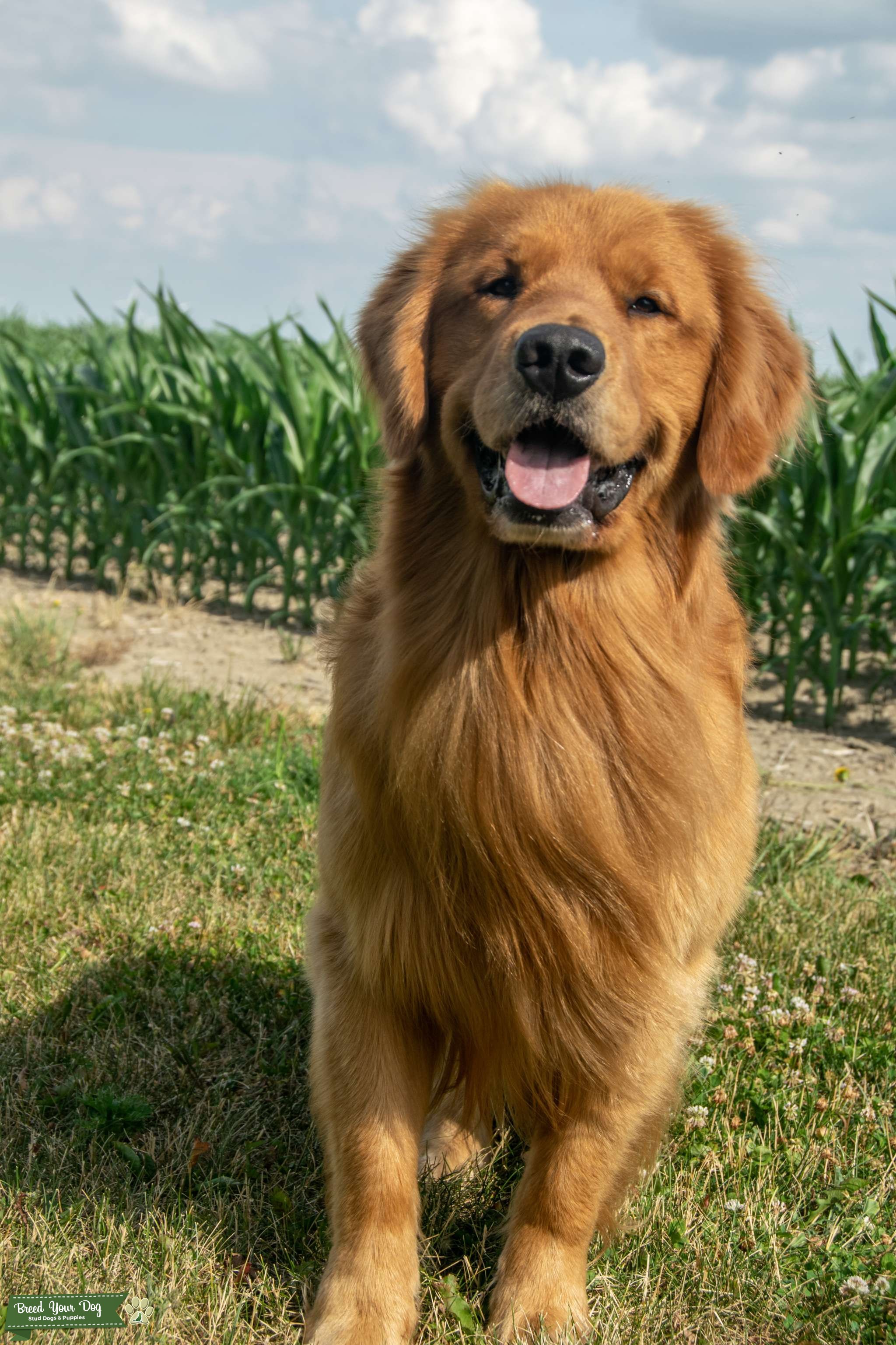 Simba AKC CHIC Dog Stud Dog in Ohio, the United States Breed