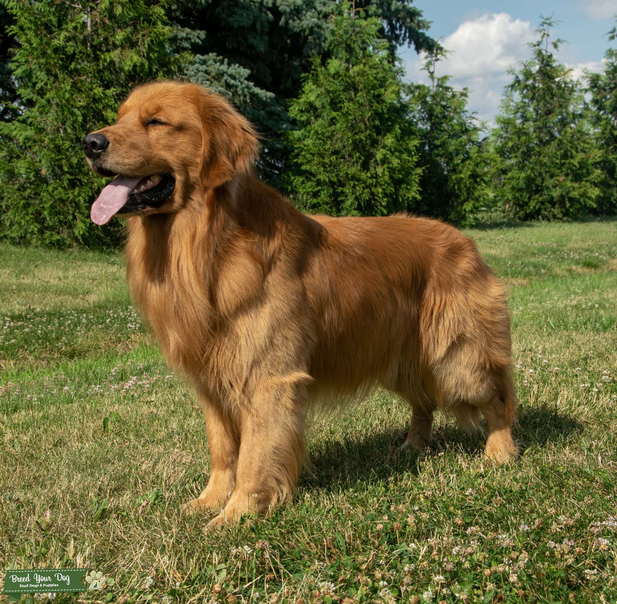 Simba AKC CHIC Dog Stud Dog in Ohio, the United States Breed