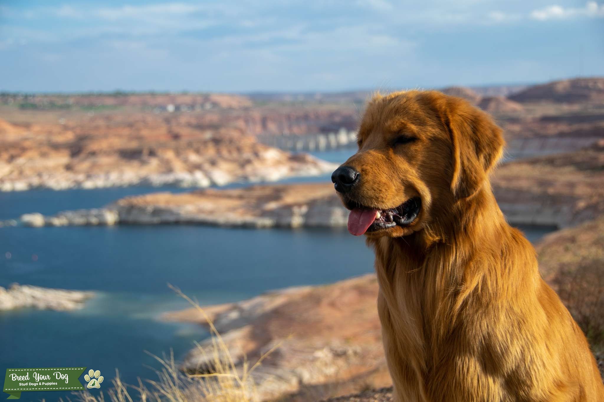 Simba AKC CHIC Dog Stud Dog in Ohio, the United States Breed