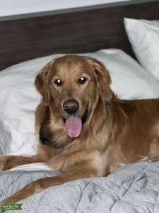 Golden Retriever Stud  Listing Image