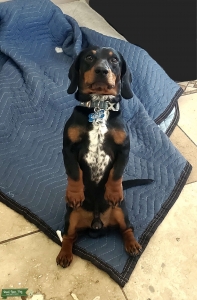Stud dog available Listing Image