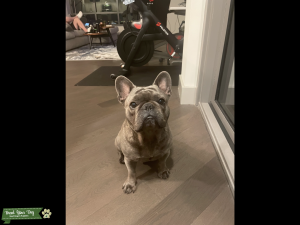 Rare Color French Bulldog Listing Image