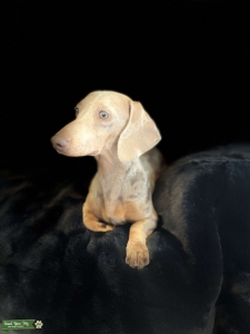 Miniature dachshund kc reg Listing Image