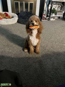 Looking for mini goldendoodle stud Listing Image