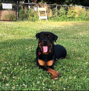 3 Year old Male Rottweiler  Listing Image