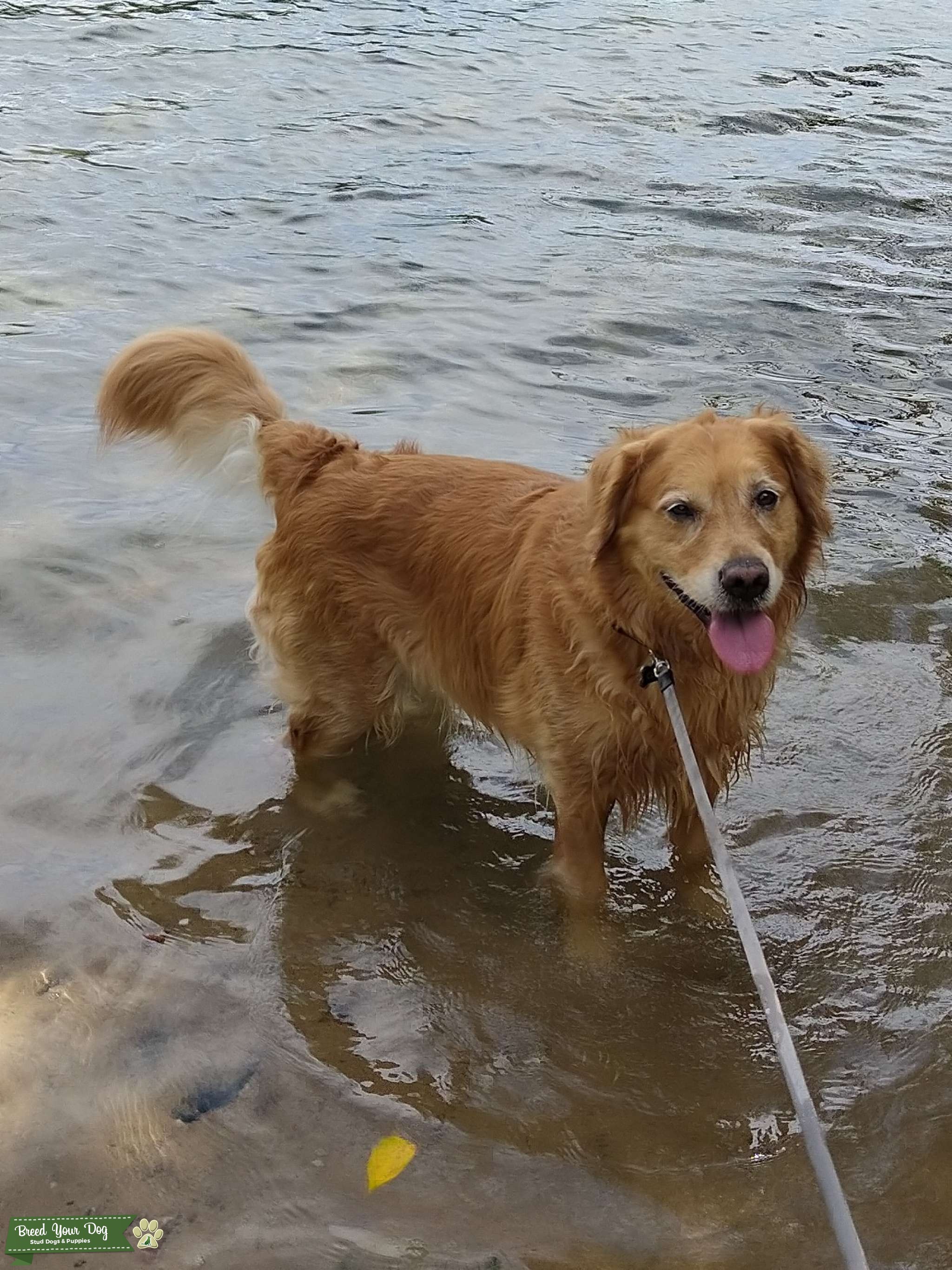 Medium colored stud golden retriever - Stud Dog in Northeast WI, the ...