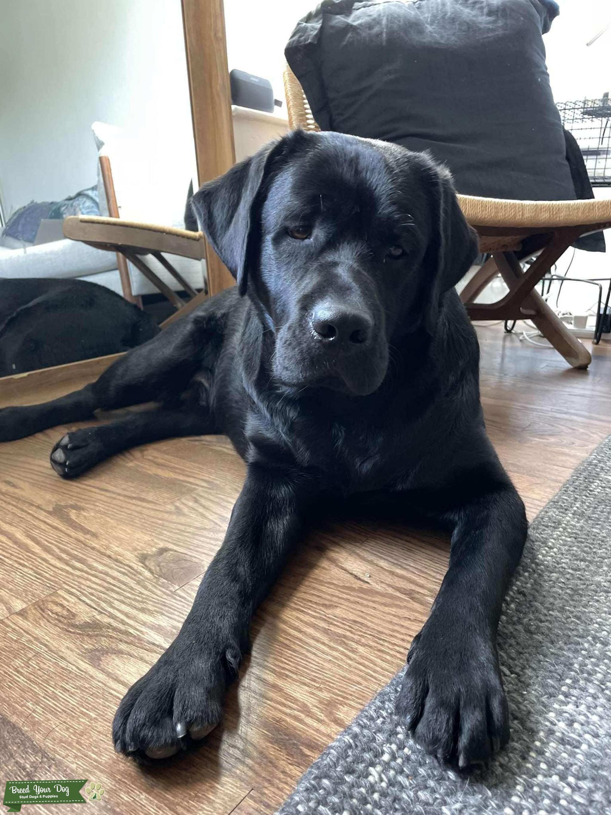 Black English Labrador Retriever with Brown Eyes Stud Dog in New York