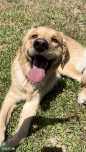 AKC Golden Retriever Listing Image