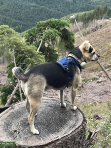 Chihuahua/Pug/JRT Listing Image