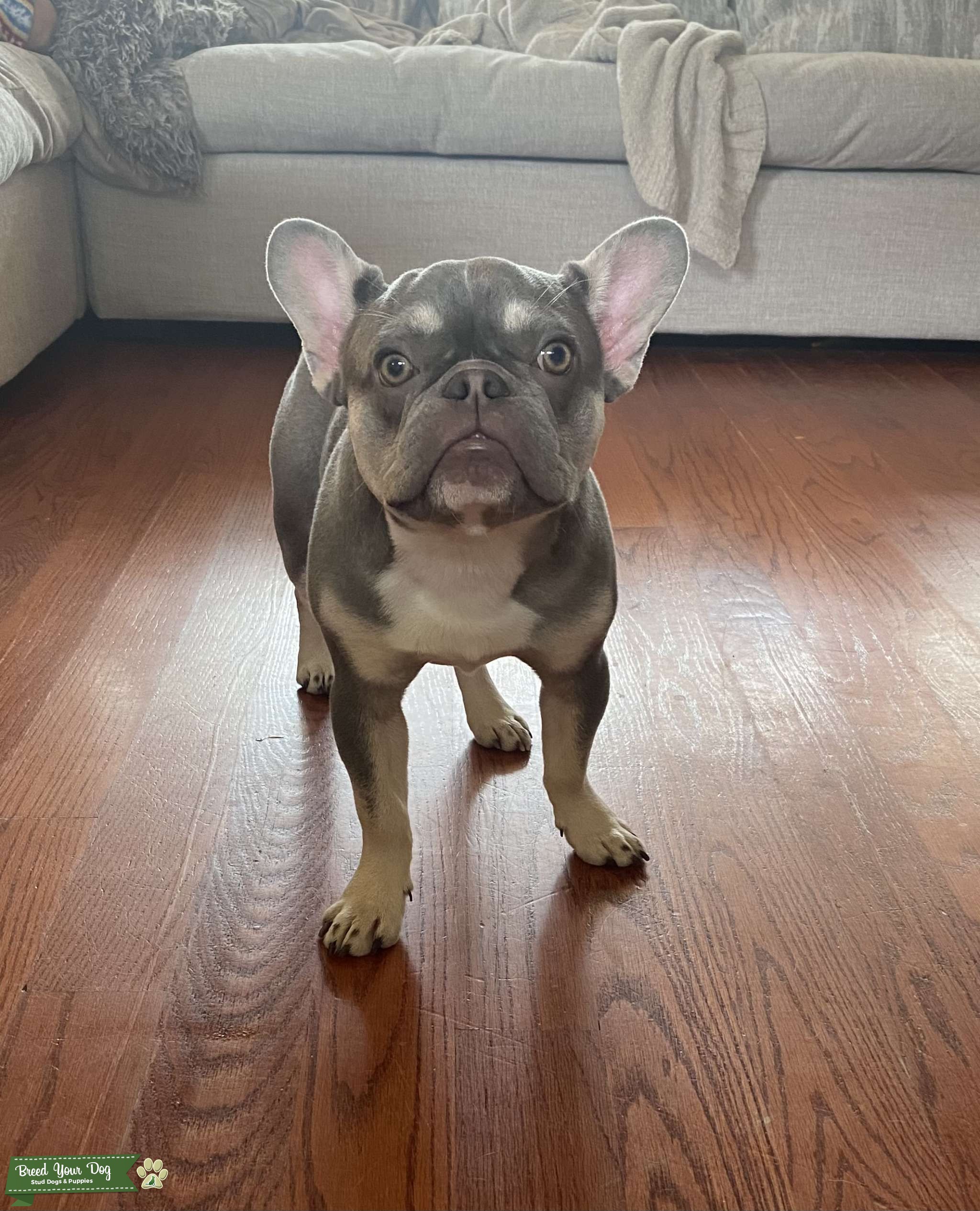 STUD AVAILABLE LILAC AND TAN QUAD CARRIER Stud Dog New Orleans